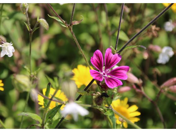 Projekt "Bunte Biomasse" - Wildblumen auf dem Feld von Landwirt Richard Schulte © Foto Kreis Paderborn